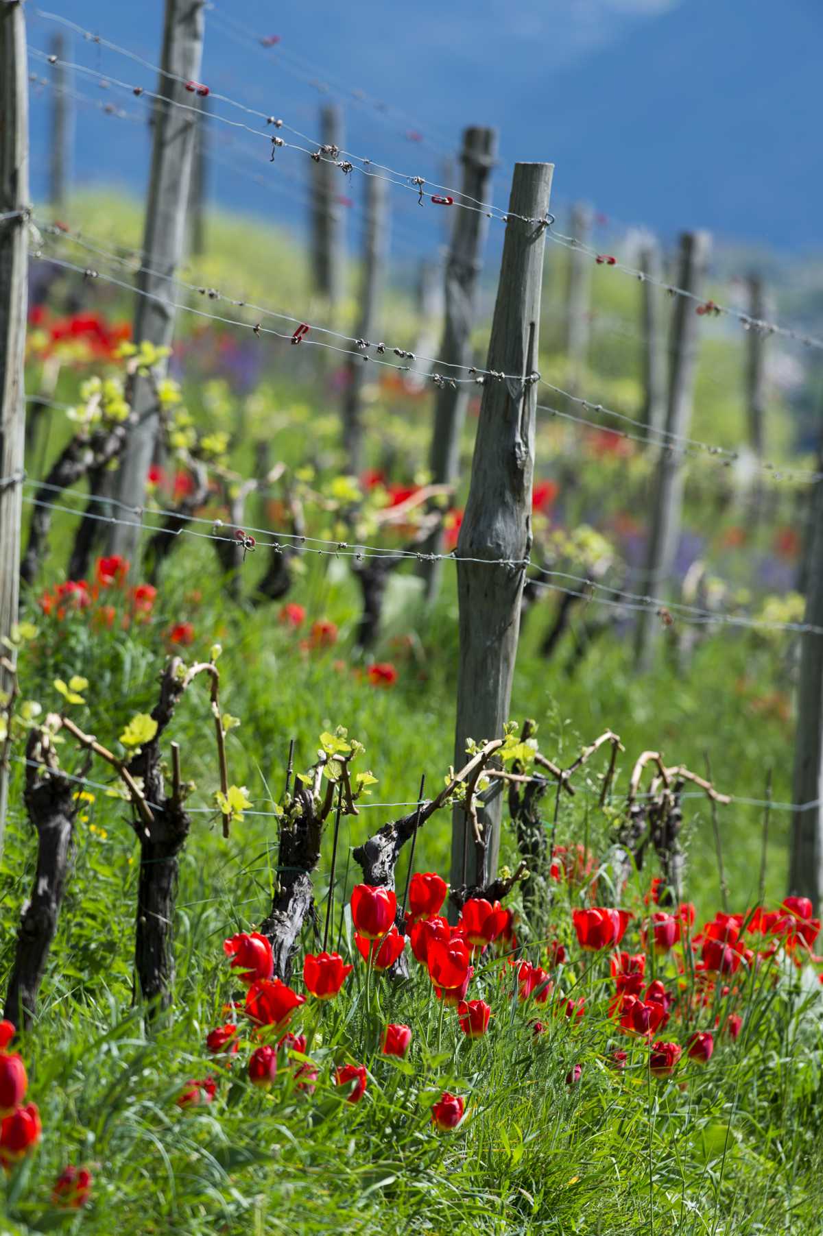 Papaveri vicino ai vigneti