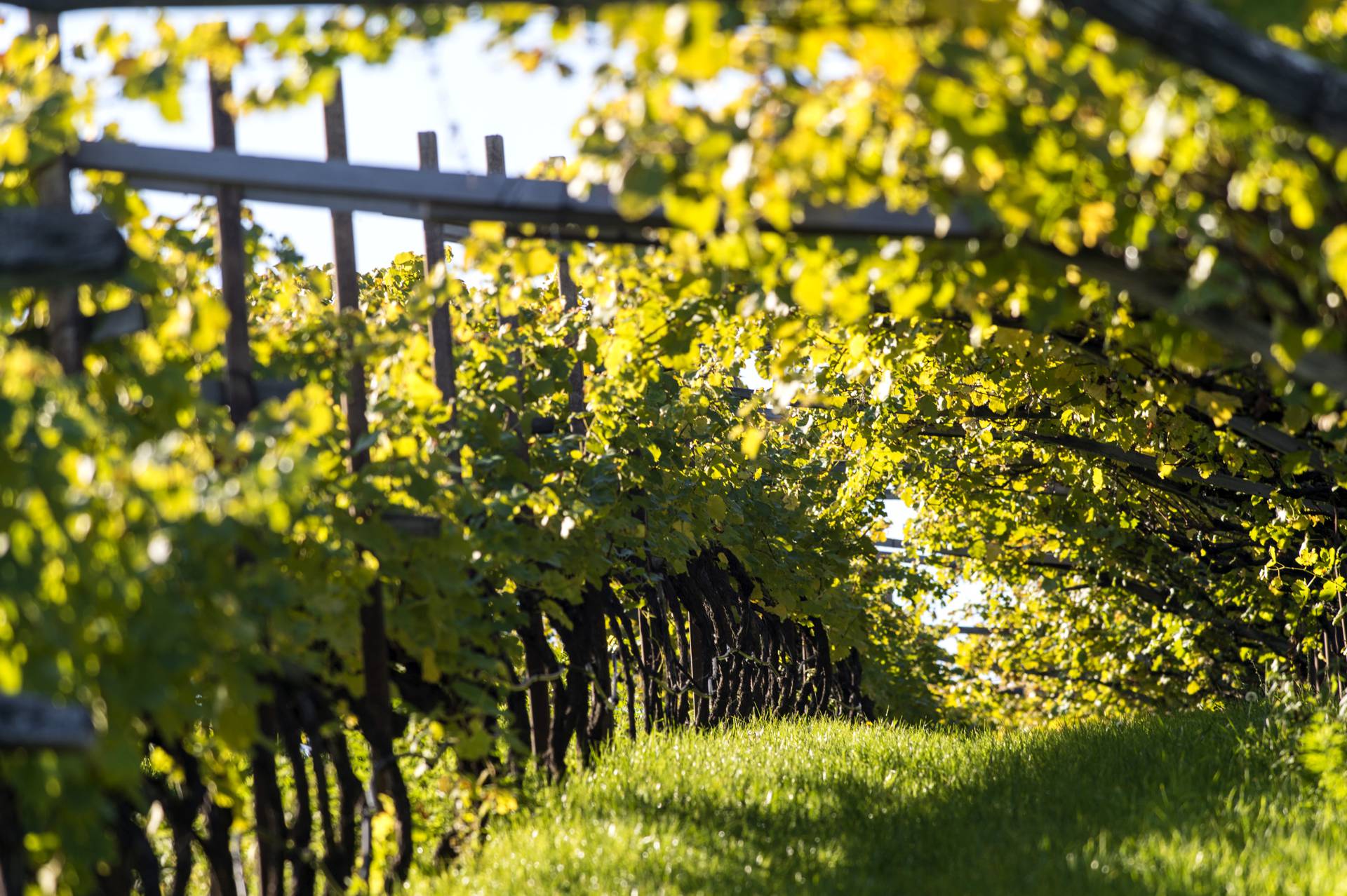 Eppan ist das größte Weinanbaugebiet Südtirol's