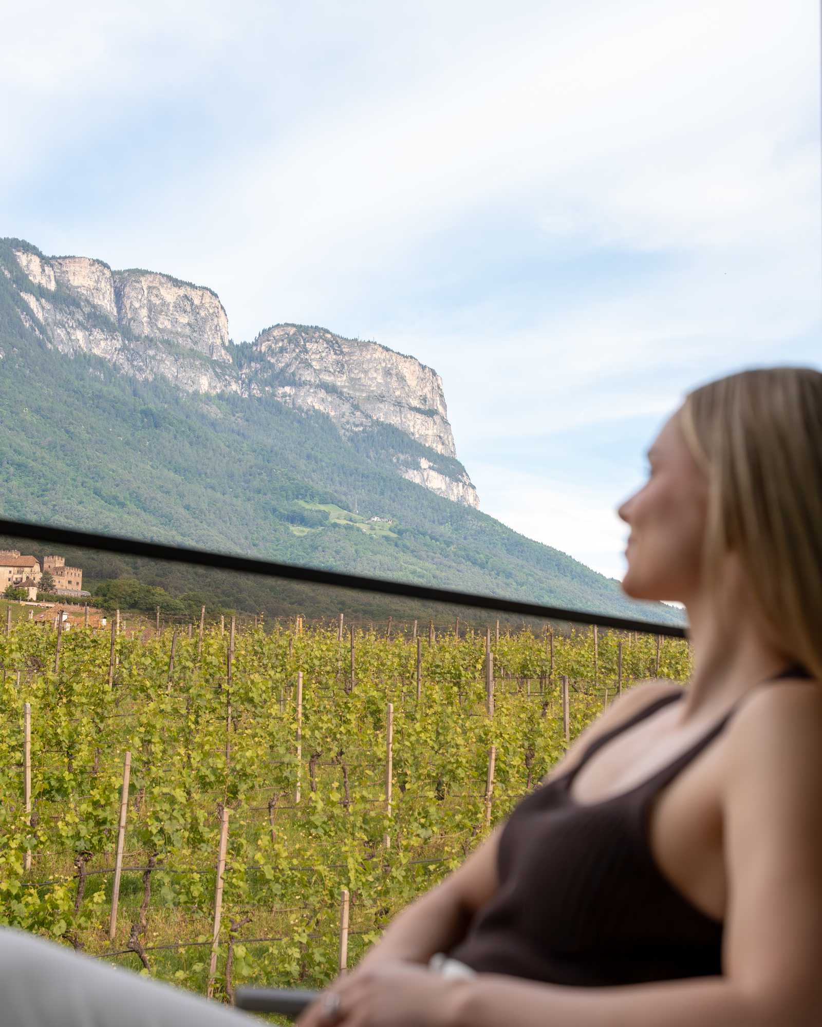 View of Pinot Noir vines