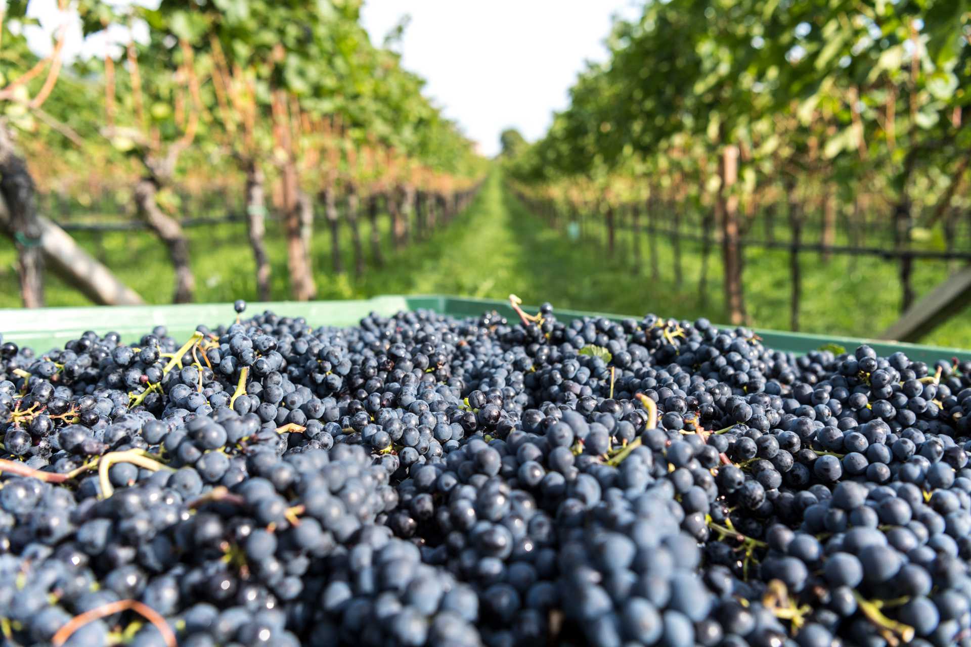Many grapes were harvested