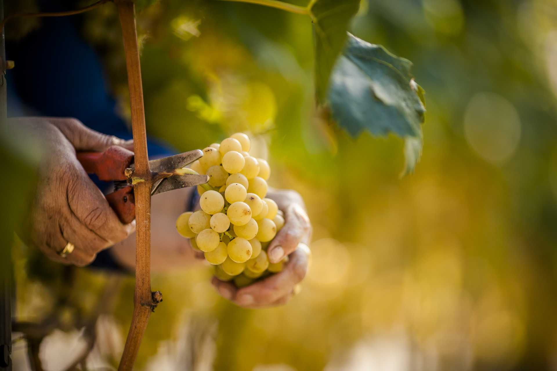 White wine harvest
