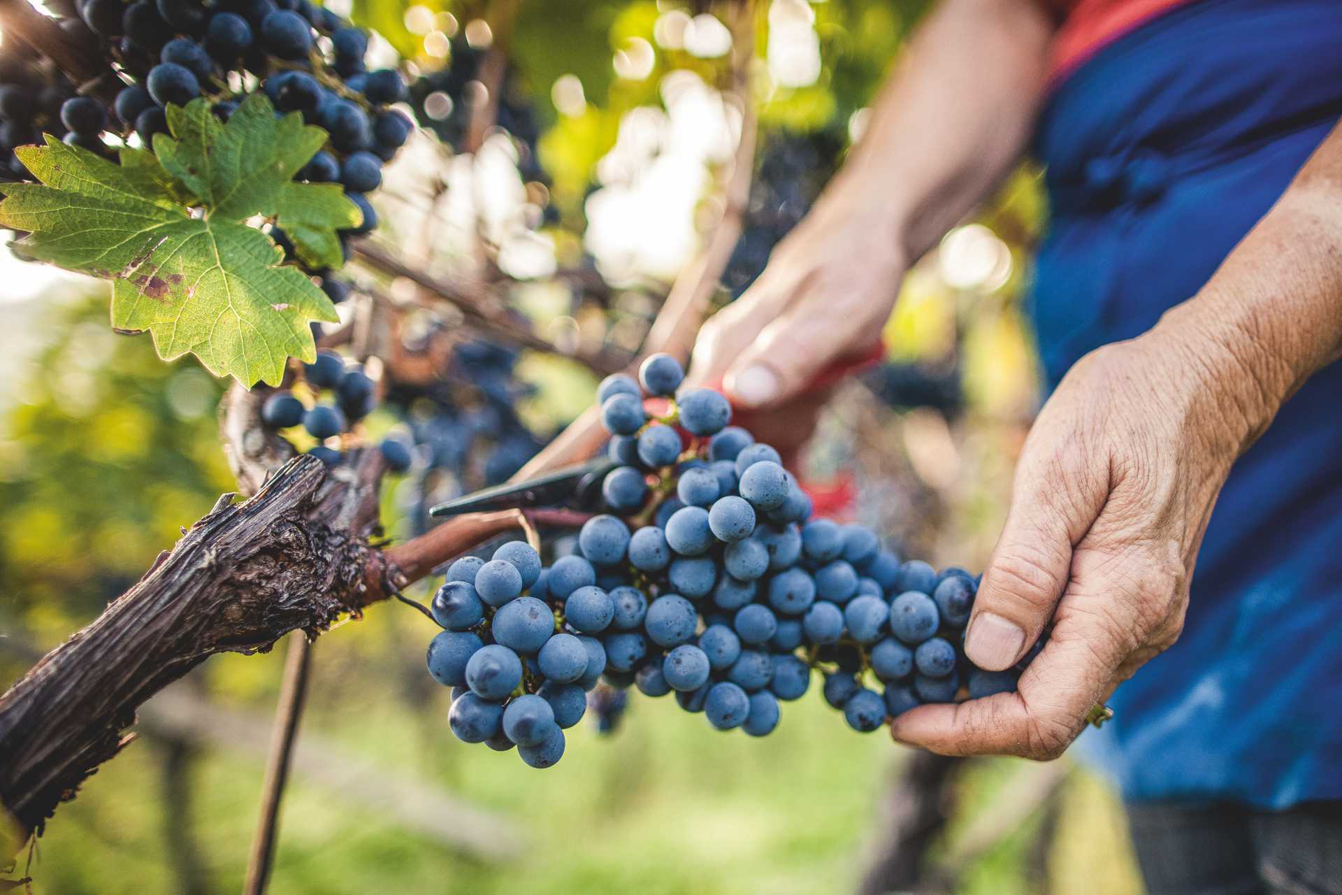 Wine harvest - "Wimmen"