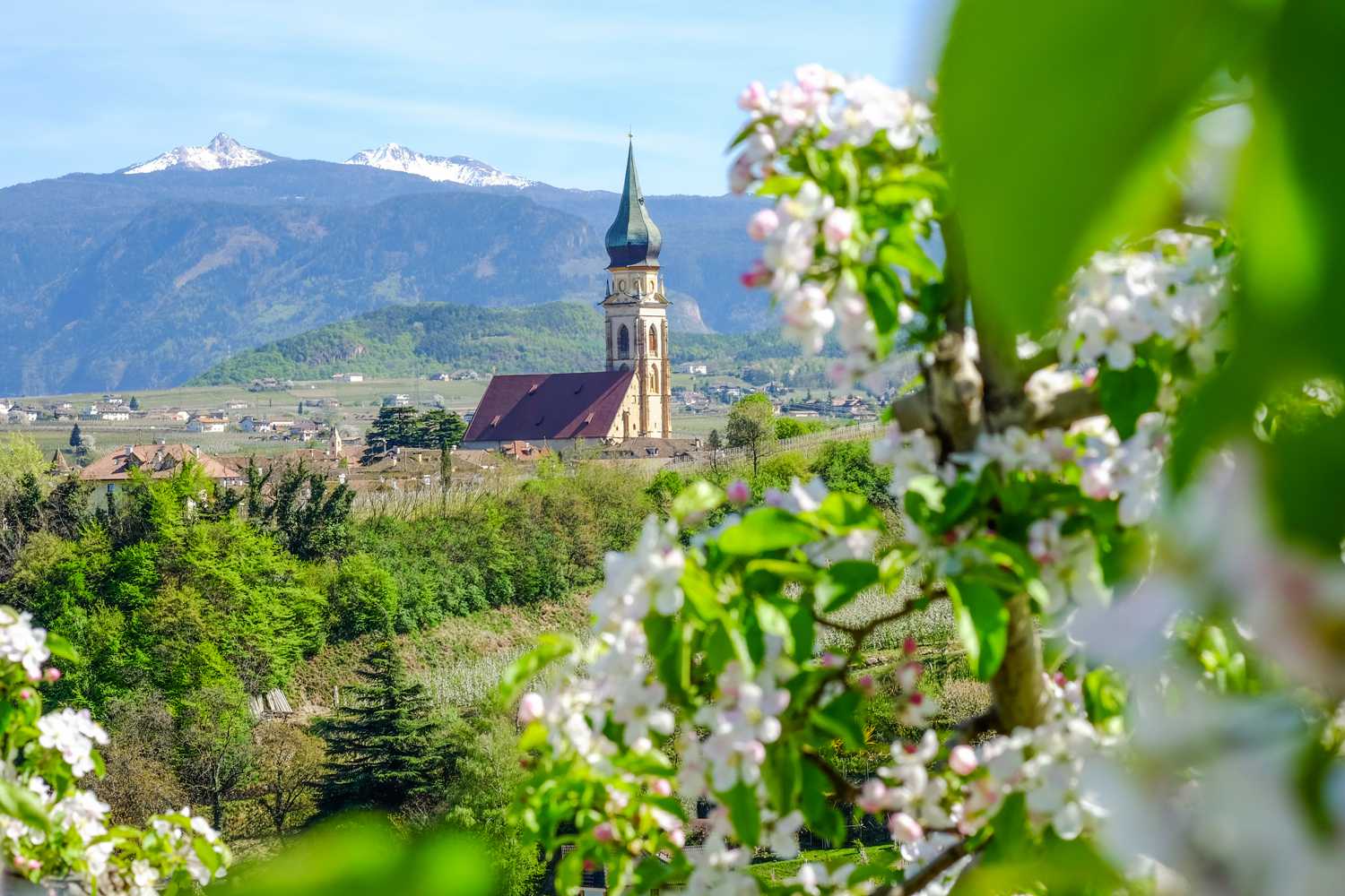 Domkirche St. Pauls mit Apfelblüten
