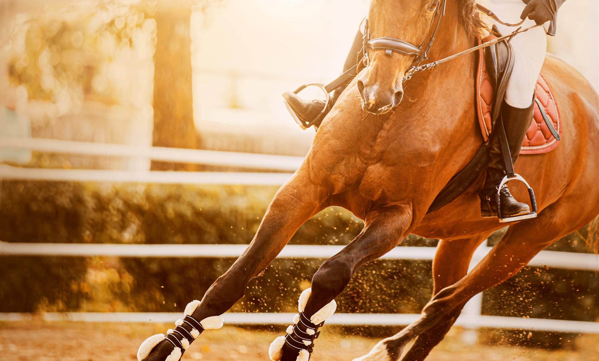 Horse dressage riding
