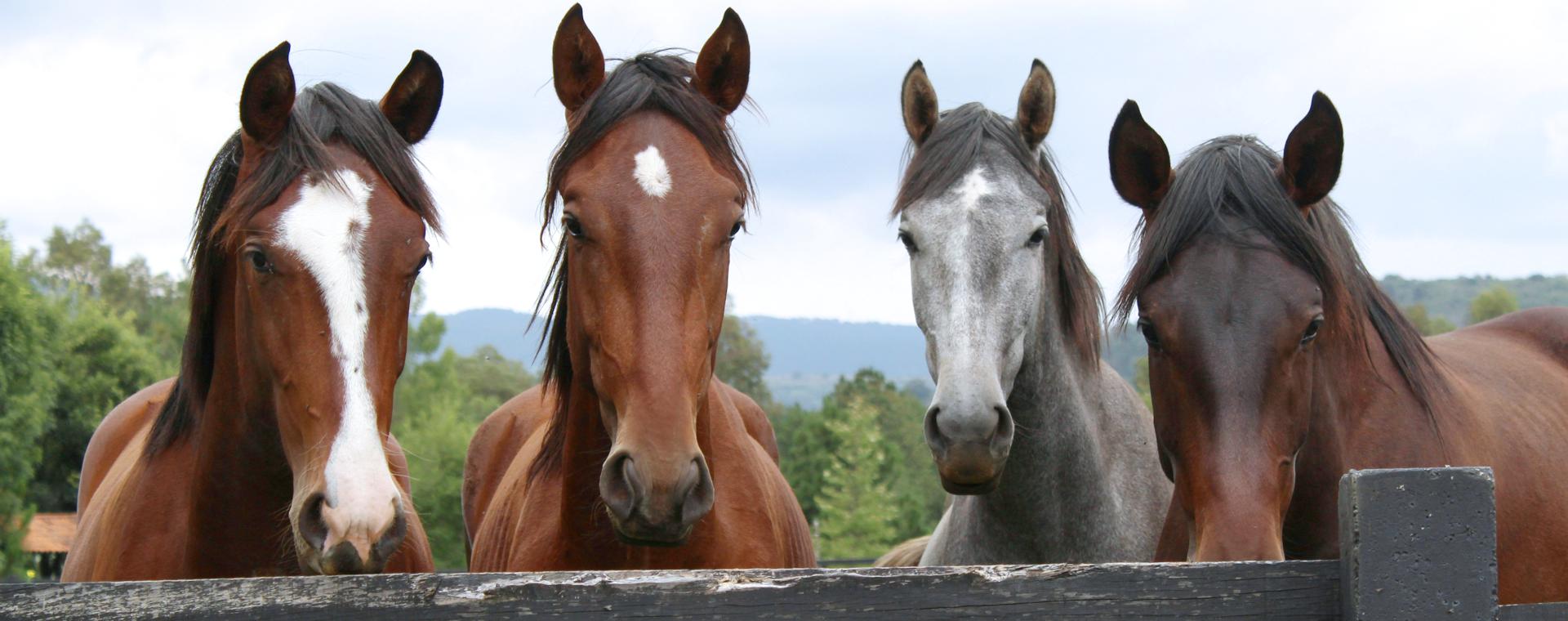4 curious horses