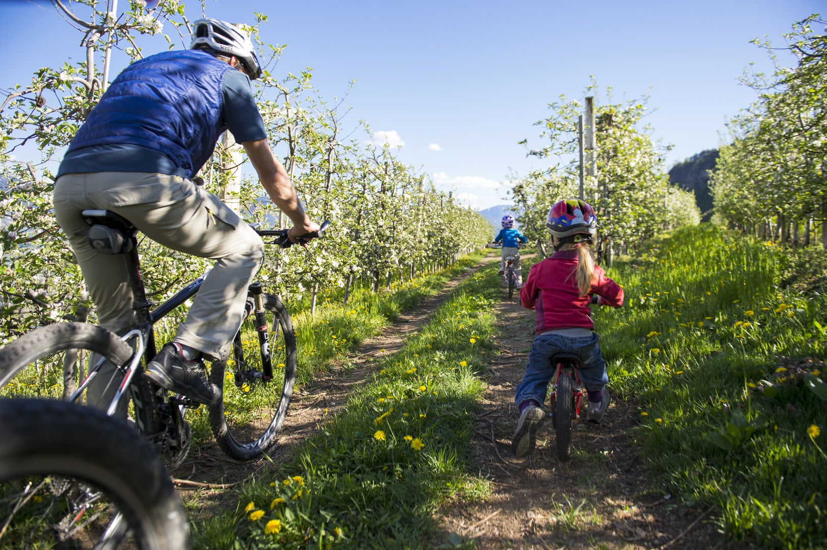 Even the little ones enjoy cycling through the blossoming apple trees.